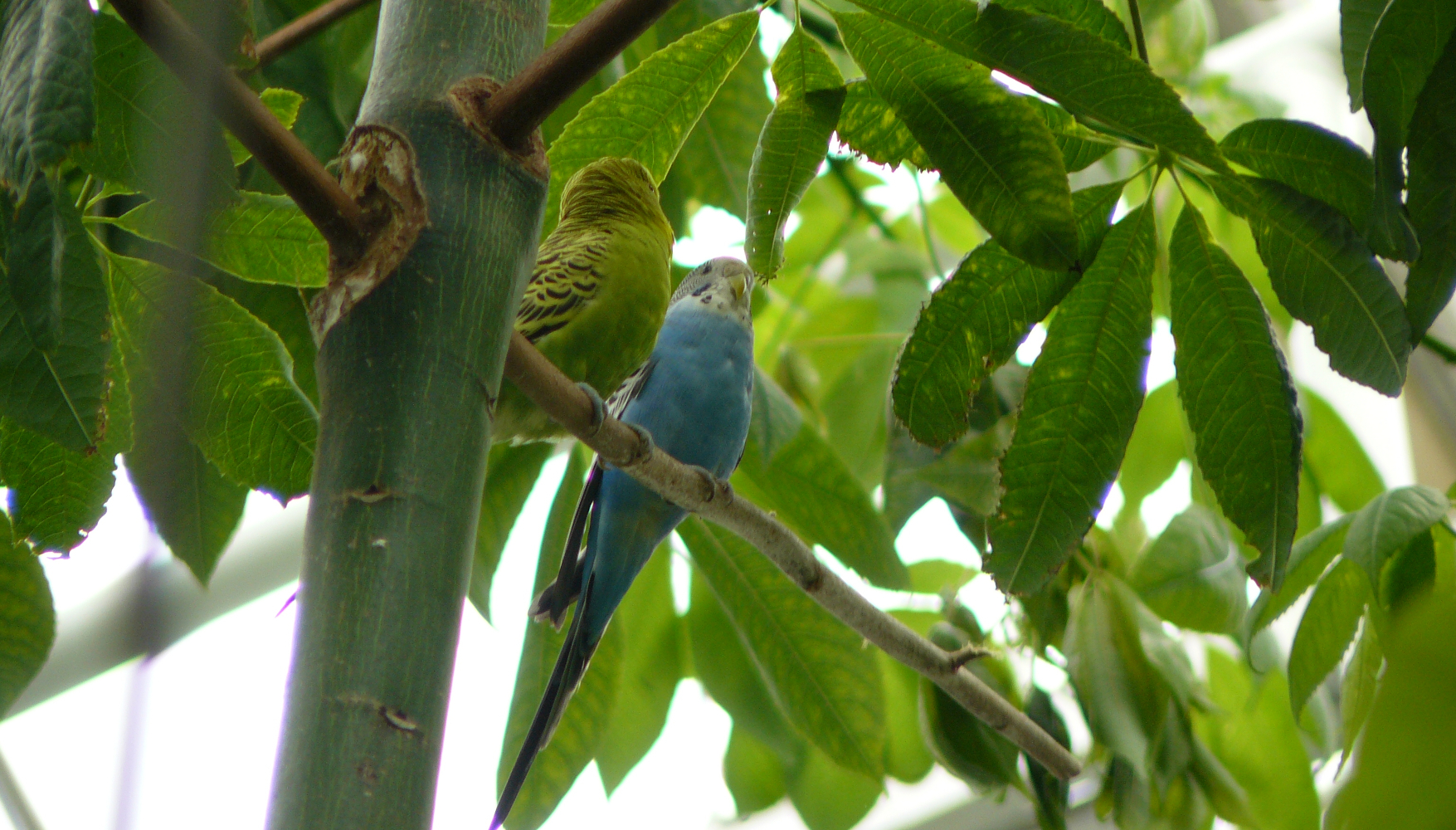 Vihreä ja sininen undulaatti pienen puun oksalla.